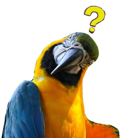 puzzled-parrot-carlos-quiroz